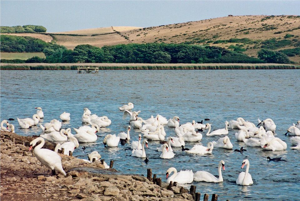 Abbotsbury Swannery
