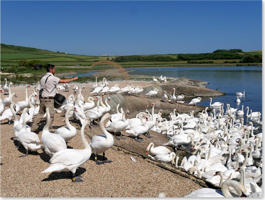 Feeding time at Abbotsbury Swannery